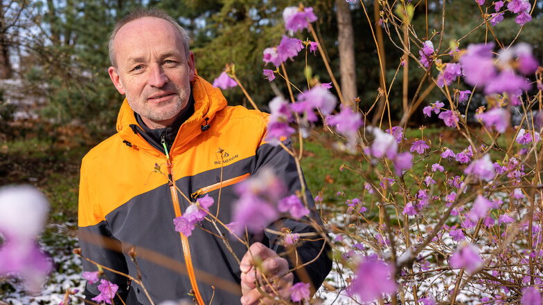 Pünktlich zur Saisoneröffnung blüht es im Forstbotanischen Garten Tharandt. Kustos Ulrich Pietzarka zeigt eine stachelspitzige Azalee.