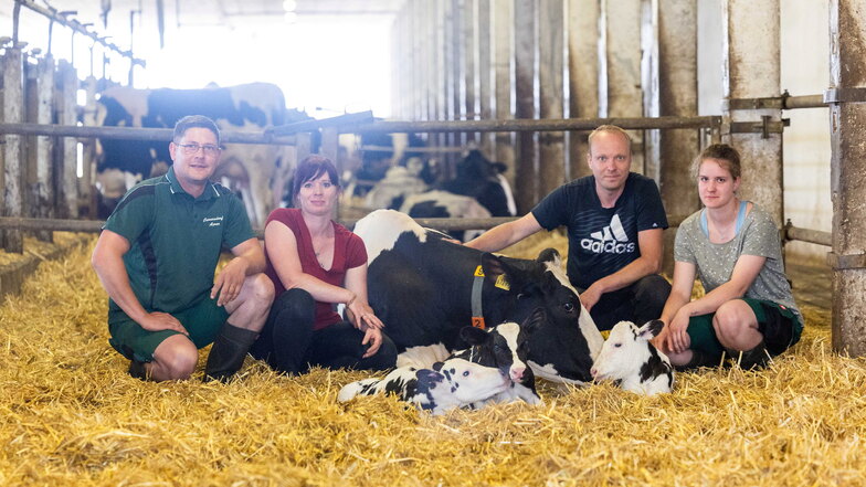 Sensation in Cunnersdorf: Kuh bringt Drillinge zur Welt