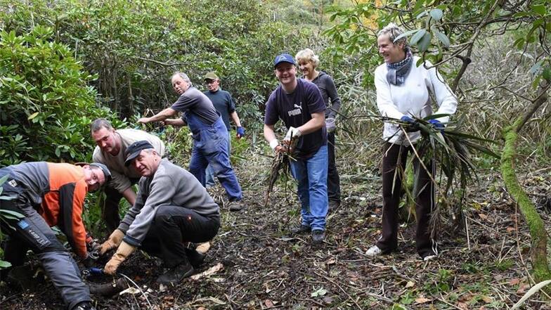 Freiwillige Helfer entfernten am Sonnabend während des 15. Parkseminars im Kromlauer Park an mehreren Stellen den Wildwuchs. Dazu zählten auch diese Arbeiten in der Rhododendronschlucht.