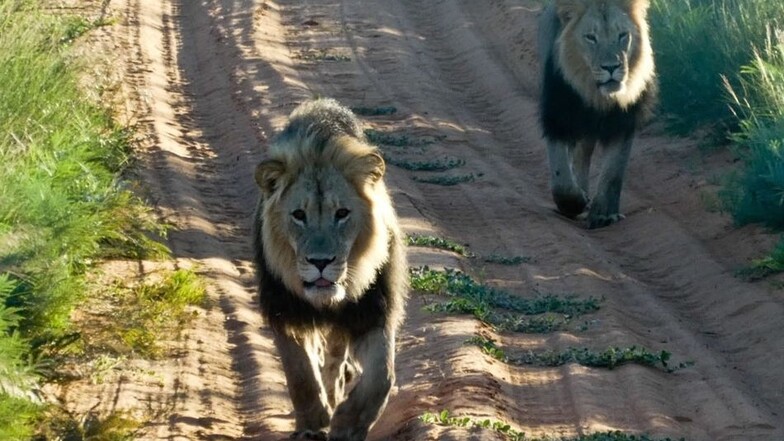 Im Kalahari-Nationalpark kamen den Kreischaern Löwen auf der sandigen Fahrspur entgegen gelaufen.