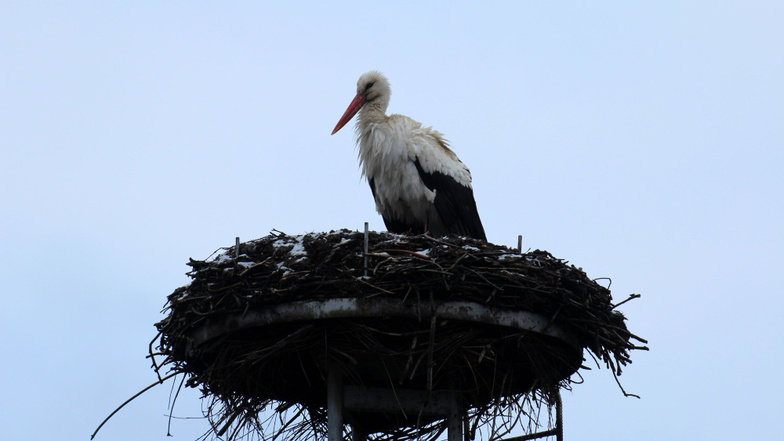 Seit nunmehr schon 14 Jahren wird das Nest auf einem alten Eisenmast in Keula von Störchen zur Brut genutzt. Bisher sind hier 31 junge Störche aufgezogen worden. Seit gestern ist das Nest wieder besetzt.