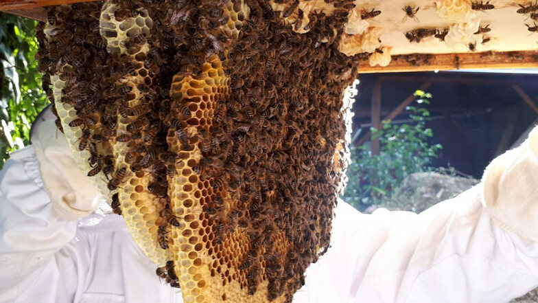 Meißner Honig von Montequesto