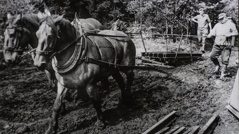 Mit Pferdegespannen wurden 1967/68 beim Bau die schweren Schienen über den Waldboden gezogen.