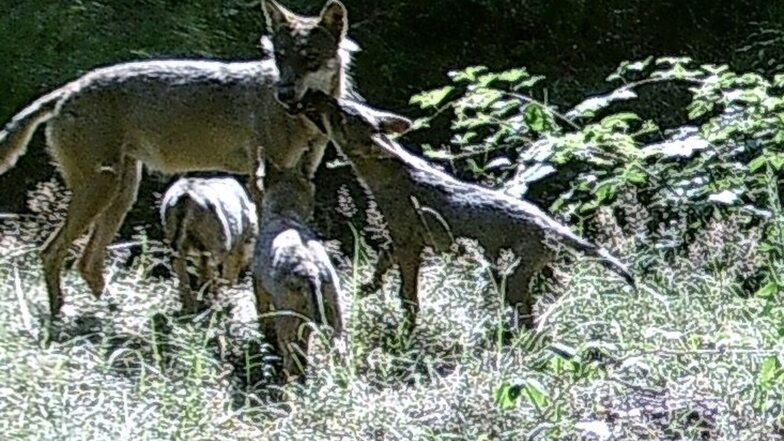Eines der Lieblingsfotos des Görlitzer Notars: eine Wolfsfamilie in seinem Revier im Wald bei Rothenburg.