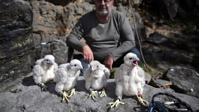 Freude bei Artenschützer Ulrich Augst: Im Großen Grenzturm im Bielatal hat er vier fidele Falkenküken zum Beringen vorgefunden. Vierlinge gab es in den letzten Jahren kaum noch.