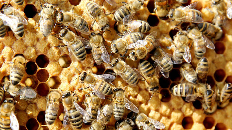 Diesen Bienchen geht es gut, sie krabbeln auf Waben der Hochschule Anhalt in Bernburg. In Dresden tritt immer wieder eine Bienenkrankheit auf.