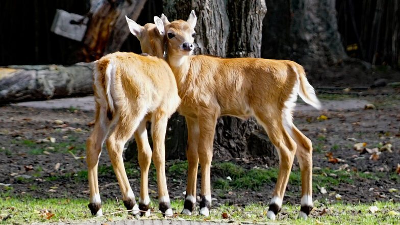 Zoo Dresden: Die Antilopen-Babys sind da