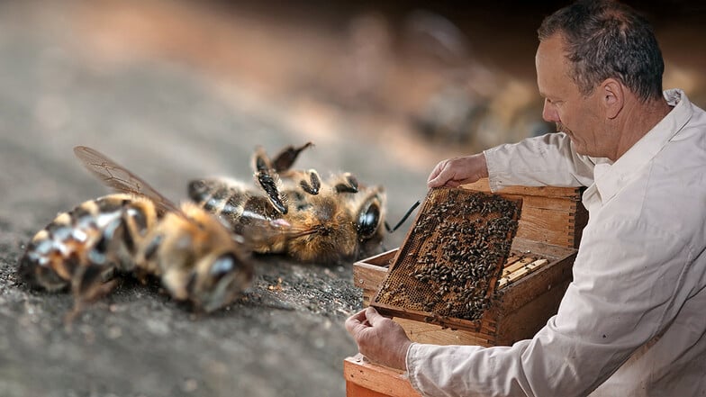 Dietmar Schernell imkert seit 1985. Wiederholte Verluste von Bienenvölkern machen dem Rentner aus Crimmitschau nicht nur finanziell zu schaffen.