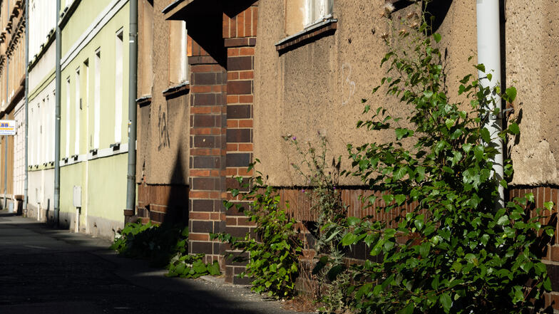 Wildwuchs an einem leerstehenden Mehrfamilienhaus an der Liebknechtstraße. Es ist Aufgabe der Stadt, den Eigentümer darauf hinzuweisen, dass er hier für Ordnung zu sorgen hat.