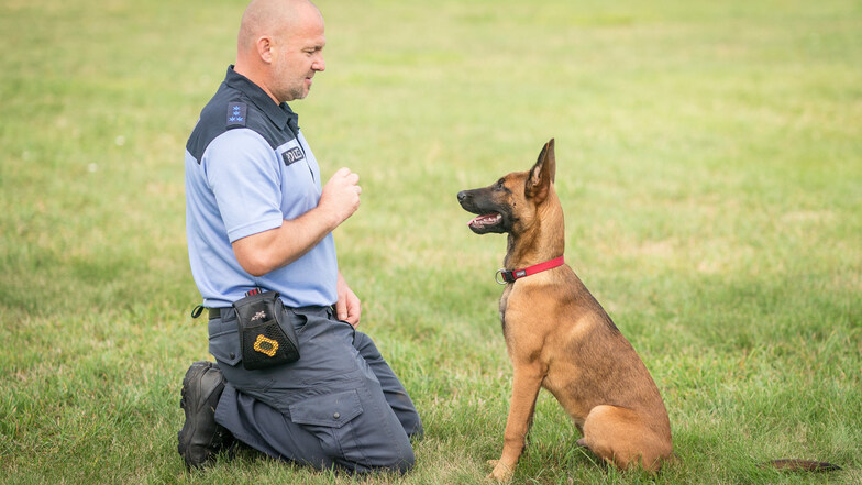 Wenn es nach Polizeihundeführer Tino Seifert geht, wird sein neuer Hund Hugo der Nachfolger von Hasse und spezialisiert sich auf die Suche von Sprengstoff und Waffen.