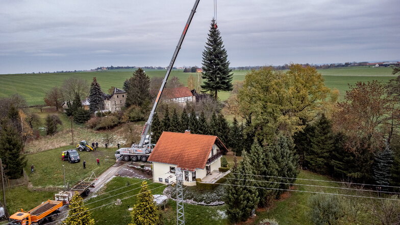 Der Döbelner Weihnachtsbaum schwebt am Kranhaken über einem Grundstück im Ortsteil Theeschütz, in dem er gefällt wurde.
