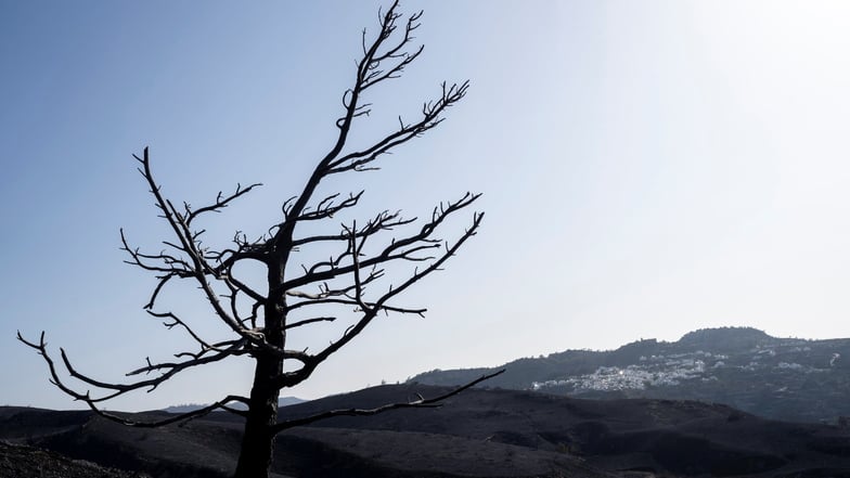 Angekohlt, versengt oder verbrannt – 16.000 Hektar Wald sind geschädigt.