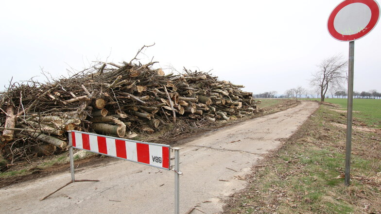Die Pappeln an der Kirschallee in Mannsdorf sind abgeholzt worden. Ob neue Bäume gepflanzt werden können, ist noch nicht geklärt.
