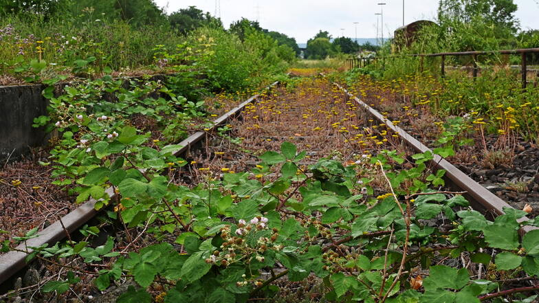 Ein Gleis eines ehemaligen Bahnhofs wird von Brombeeren überwuchert: Um Deutschland klimafreundlicher zu machen, wird vielerorts überlegt, alte Bahnstrecken wieder zu beleben.