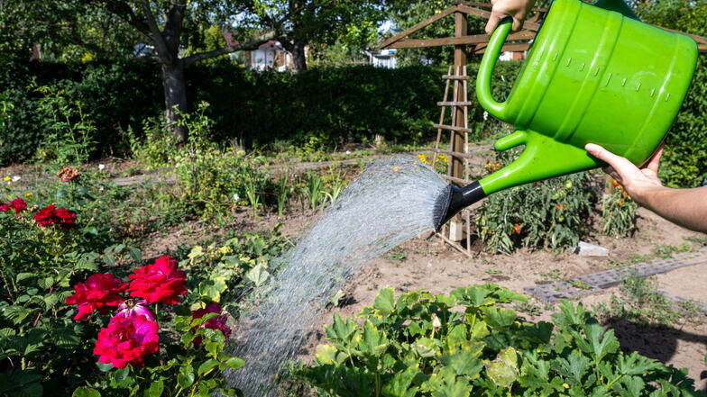 Eine Frau gießt ein Gemüsebeet in einem Kleingarten in Leipzig. Kleingärtner in Mitteldeutschland haben nach der langanhaltenden Trockenheit mit Wassermangel zu kämpfen.