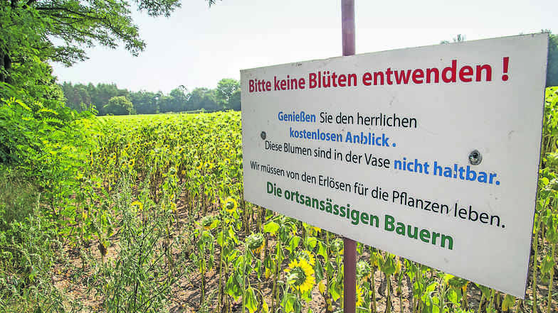 Dieses Schild am Rande des Sonnenblumenfeldes zwischen Jänkendorf und Niesky soll Diebstahl verhindern. Der Erfolg ist allerdings nur mäßig.