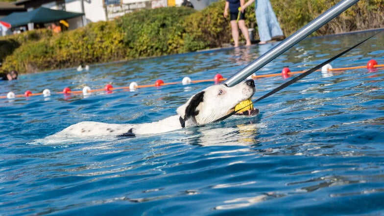 Zum Saisonabschluss durften im Riesaer Freibad erstmals Hunde ausgiebig planschen.