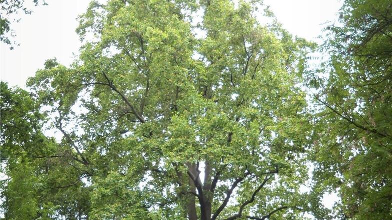 Obwohl ein Riese, ist der Tulpenbaum im Rittergutspark von Tanneberg leicht zu übersehen.
