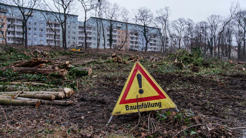 Dresden soll abgeholzten Wald in der Neustadt kaufen