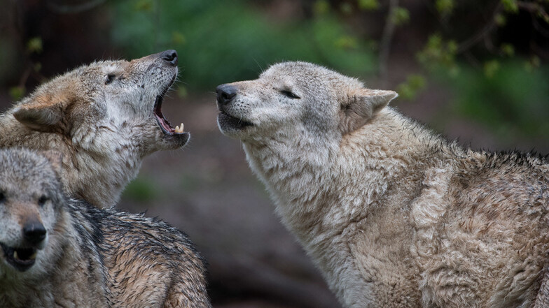 In Deutschland steigt die Wolfspopulation. Die Aufnahme des Raubtiers in das Jagdrecht bleibt aber umstritten. Foto: Sebastian Gollnow/dpa