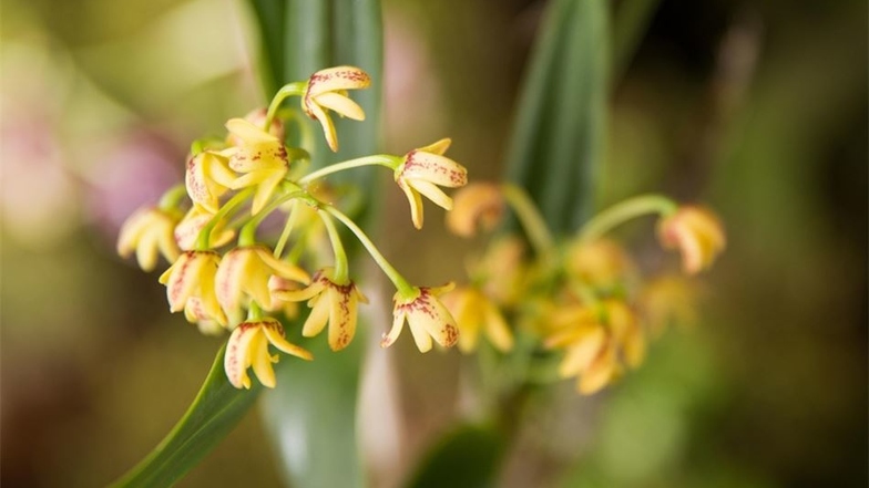 Dendropium gracilicaule: Diese zarte Orchideenart ist so in der Natur zu finden.