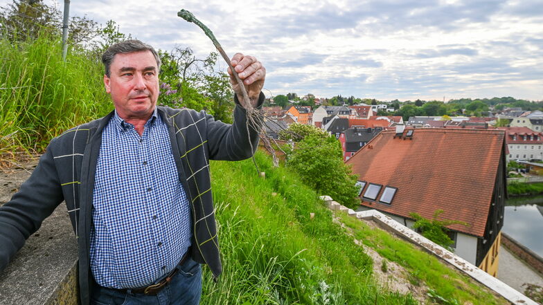 Was Axel Friedrich in der Hand hält, soll einmal ein Weinstock werden. Er hat rund 360 von ihnen am Hang über dem Klostergut gepflanzt. In drei Jahren könnte er die ersten Trauben ernten.