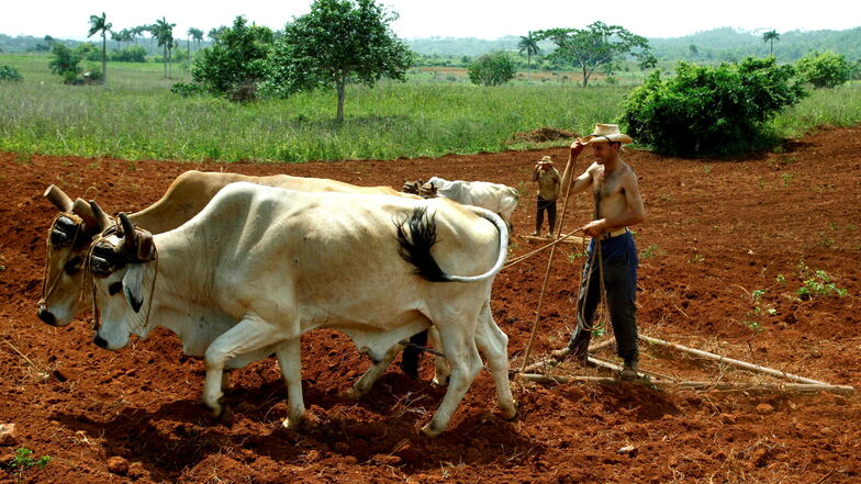 Ein kubanischer Bauer pflügt das Feld. Mehr Eigentum würde die Bauern motivieren.