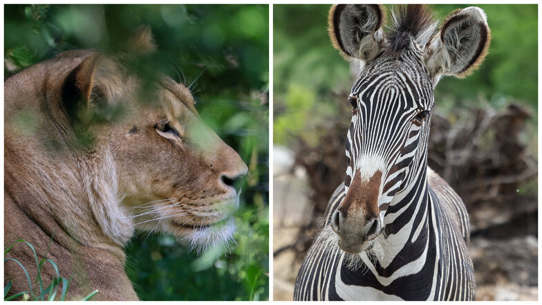 Kein Platz für Zebra-Hengst Franz: Zoo Leipzig bestätigt Verfütterung an Löwen
