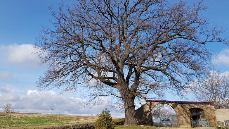Die Stieleiche am Tor zum Friedhof in Reinhardtsgrimma ist ein eindrucksvoller Baum.