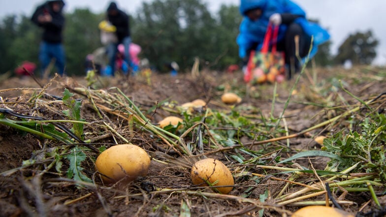 Teilnehmer einer Aktion gegen Lebensmittelverschwendung sammeln auf einem Acker in Brandenburg Kartoffeln ein. Weil viele Kartoffeln zu klein sind oder nicht den ästhetischen Ansprüchen genügen, bleibt ein großer Teil der Ernte auf dem Acker zurück.