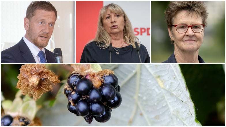 Nach heutigem Stand ist in Sachsen nur eine Option für eine Koalition denkbar: CDU, Bündnis Sahra Wagenknecht (BSW) und SPD - den Parteifarben nach eine Brombeer-Koalition.