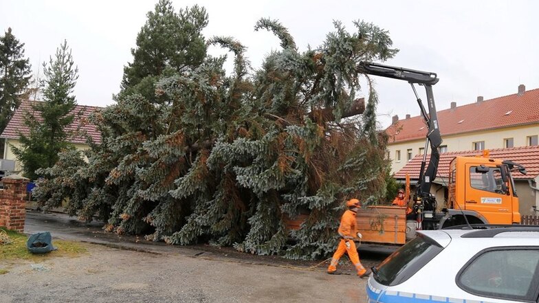Die Mitarbeiter vom Bauhof transportierten den Baum auf einem Lastwagen zum Zinzendorfplatz.