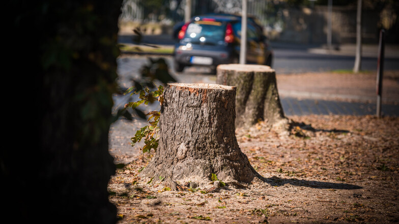 Nach Willen des Umweltministeriums soll das Bäumefällen in Zukunft erschwert werden.
