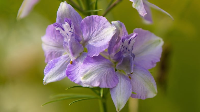 Wie eine Orchidee - der Feld-Rittersporn: Die zarten Blüten des Feldrittersporns gibt es von tiefem Blau über Lila bis Rosa. Er ist eine tolle Trockenblume.
