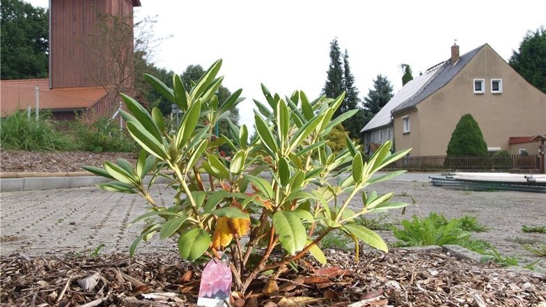Der kleine Rhododendron auf dem Dorfplatz war manchen Rennersdorfern einfach zu wenig als Ersatz für die eingegangene Eiche.