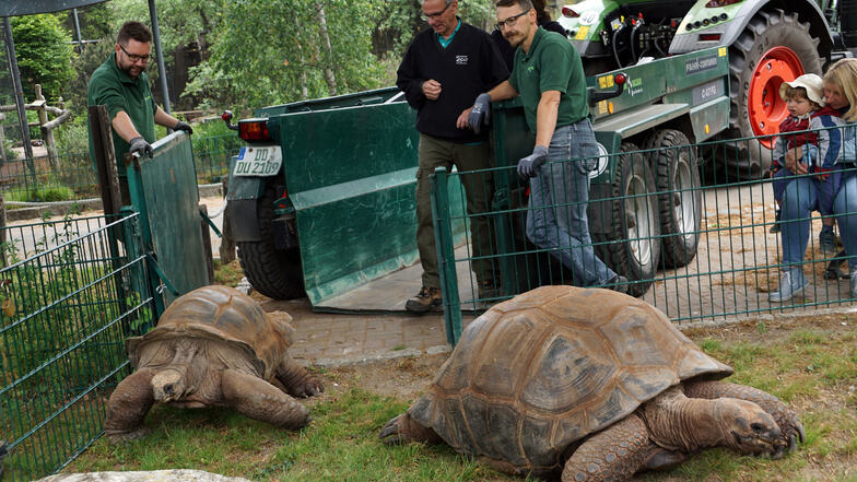 Zoo Dresden: Schildkröten ziehen um