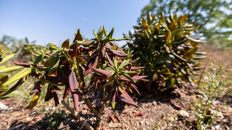 Die Rhododendron-Sträucher haben ihre Blätter eingerollt, ein Schutzmechanismus gegen die Dürre.