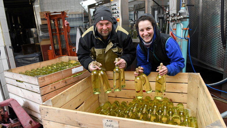 Daniel Folde und Lotte Mann verpacken die im Weingut Schuh in Coswig-Sörnewitz abgefüllten Flaschen mit Pesterwitzer Goldriesling.