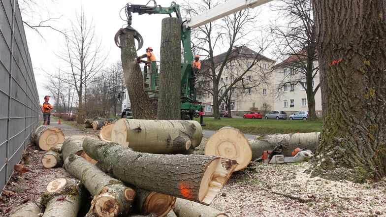 Aufschrei in Pirna: Warum an dieser Straße so viele Bäume fallen