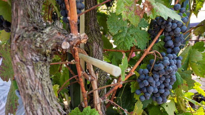 Symbolbild: Weintrauben der Rotweinsorte Dornfelder.