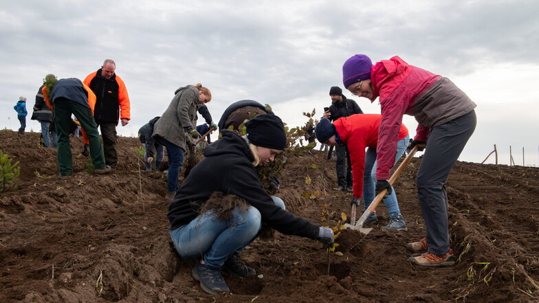 Baumpflanzung am Sonnabend nahe Weßnitz: Rund 50 Helfer kamen, um die vom Netzwerk Kinderchöre und der Stadt Großenhain angeregte Neupflanzung von rund 1.300 Gehölzen auf der ehemaligen Müllhalde zu unterstützen.