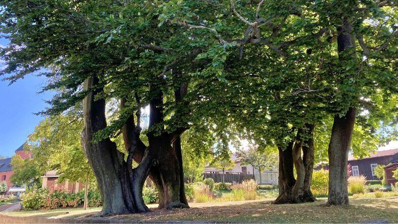 Die Liebesbäume: Die rund 200 Jahre alten Bäume – eine Linde und eine Buche – stehen hier zärtlich ineinander verschlungen