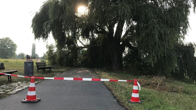 Der Elberadweg ist nahe der Waldschlößchenbrücke gesperrt, weil der dicke Ast einen Baumes auf den Weg gefallen ist.