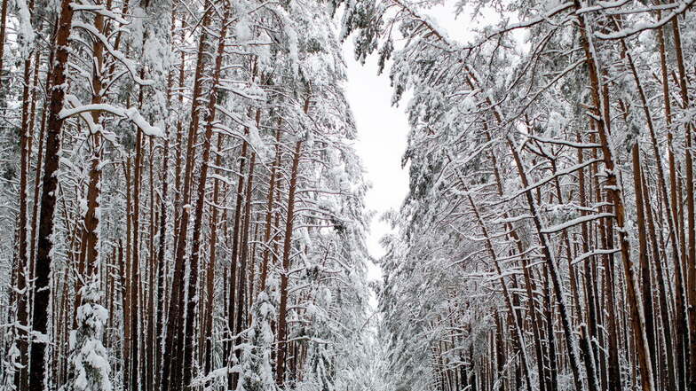 In den Wälder im Landkreis Bautzen herrscht gegenwärtig Gefahr durch Schneebruch.