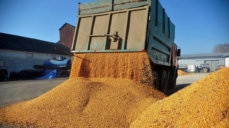 Ein Fahrzeug lädt Mais auf einem Bauernhof in der Ukraine ab. Der Streit um ukrainisches Getreide in der EU ist beigelegt.