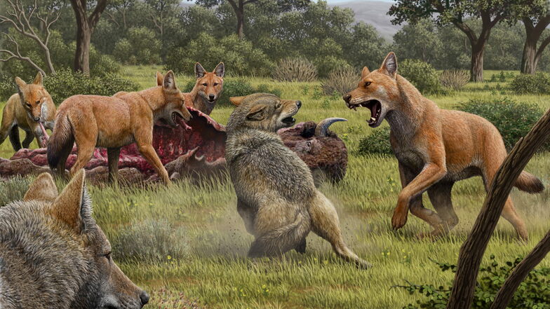 Die Illustration zeigt ein Rudel Canis dirus, die ihre Bisonbeute fressen, während sich zwei graue Wölfe (Canis lupus) nähern. Die Tiere waren wohl nur sehr entfernte Cousins, wie Erbgutanalysen ergaben.
