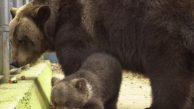 Ein Foto vom Frühjahr 2002: Braunbär Balu mit seiner Mutter Olympia