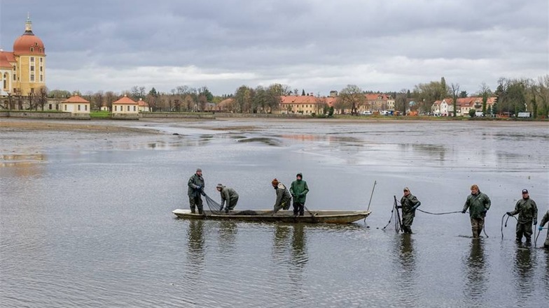 Das Fisch- und Waldfest in Moritzburg wurde abgesagt. Nur 18 Tonnen Fisch wurden geerntet.Arvid Müller