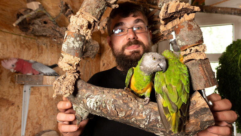 Am liebsten würde Falco Conrad für seine Papageien eine ganze Wohnung mieten.