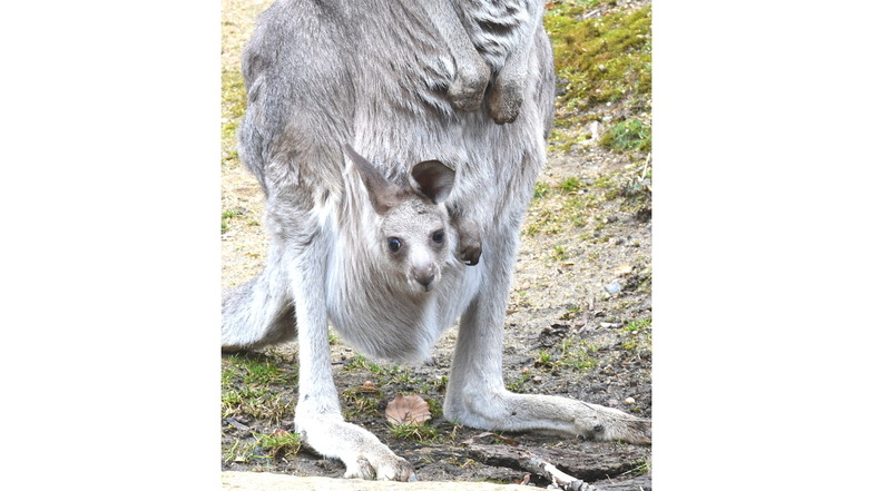 Auch bei den Kängurus im Görlitzer Tierpark gibt es Nachwuchs. Nicht alle Känguru-Kinder sind aber schon so groß, dass sie aus dem Beutel herausschauen.
